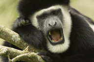 monkey